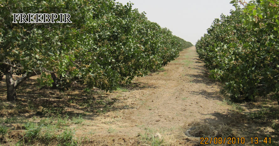 دانلود طرح توجیه پسته