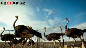 دانلود طرح توجیهی و بیزینس پلن پرورش شتر مرغ 1400