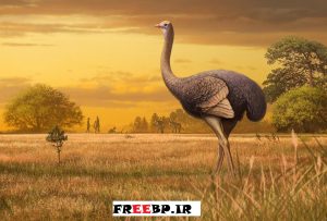 دانلود طرح توجیهی و بیزینس پلن پرورش شتر مرغ 1400