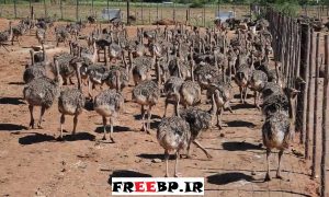 دانلود طرح توجیهی و بیزینس پلن پرورش شتر مرغ 1400