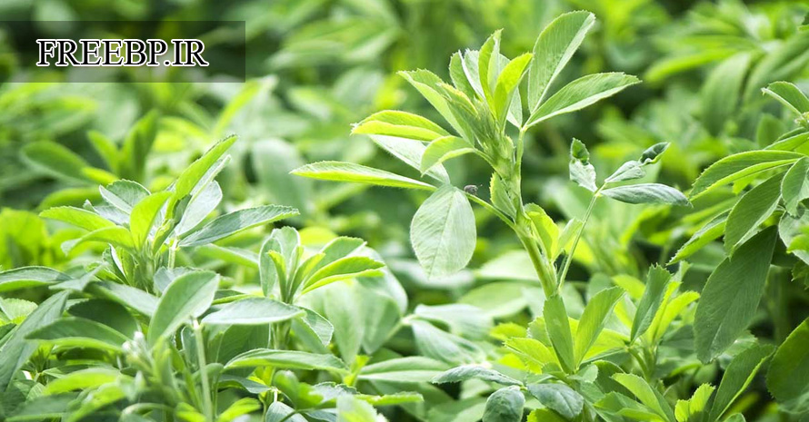 طالعات-امکان-سنجی-مقدماتی-طرح-تولید-پودر-و-پلیت-یونجه-با-تکنولوژی-بالا