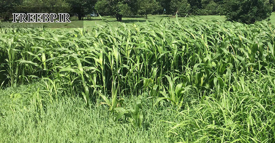 طرح توجیهی زراعت علوفه ای 200 هکتاری